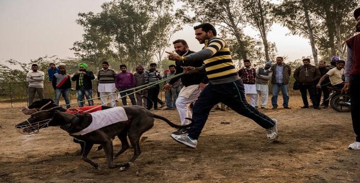 Betting on Greyhounds Their Races In India